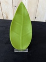 Assiette 9,5x22cm Leaf Green