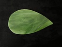 Cuillère 13x7cm Leaf Green